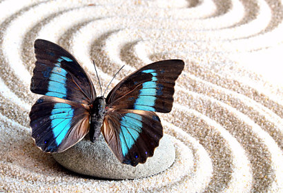 Tapeta Krídla motýľa 29068